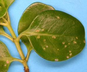 Holes in young leaves of Taupata, Coprosma repens (Rubiaceae), made by adult Coprosma flea beetle, Trachytetra rugulosa (Coleoptera: Chrysomelidae). Creator: Nicholas A. Martin. © Plant & Food Research. [Image: 2ET3]
