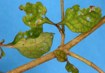 Holes in young leaves of thin leaved coprosma, Coprosma areolata (Rubiaceae), made by adult Coprosma flea beetle, Trachytetra rugulosa (Coleoptera: Chrysomelidae). Creator: Nicholas A. Martin. © Plant & Food Research. [Image: 2ET7]