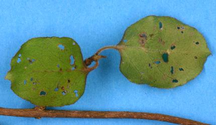 Holes in young leaves of round-leaved coprosma, Coprosma rotundifolia(Rubiaceae), made by adult Coprosma flea beetle, Trachytetra rugulosa (Coleoptera: Chrysomelidae). Creator: Nicholas A. Martin. © Plant & Food Research. [Image: 2ETB]
