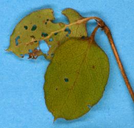 Holes in young leaves of round-leaved coprosma, Coprosma rotundifolia(Rubiaceae), made by adult Coprosma flea beetle, Trachytetra rugulosa (Coleoptera: Chrysomelidae). Creator: Nicholas A. Martin. © Plant & Food Research. [Image: 2ETC]