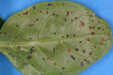 Underside young leaf of Taupata, Coprosma repens (Rubiaceae), with holes made by adult Coprosma flea beetle, Trachytetra rugulosa (Coleoptera: Chrysomelidae). Creator: Nicholas A. Martin. © Plant & Food Research. [Image: 2ETE]