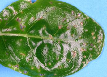 Upper side young leaf of Taupata, Coprosma repens (Rubiaceae), with holes made by adult Coprosma flea beetle, Trachytetra rugulosa (Coleoptera: Chrysomelidae). Creator: Nicholas A. Martin. © Plant & Food Research. [Image: 2ETF]