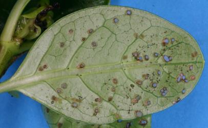 Fresh holes in underside of leaf of Taupata, Coprosma repens (Rubiaceae), made by adult Coprosma flea beetle, Trachytetra rugulosa (Coleoptera: Chrysomelidae), note the black faecal droppings. Creator: Nicholas A. Martin. © Plant & Food Research. [Image: 2ETG]