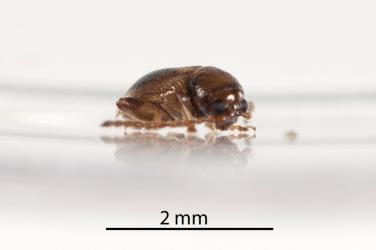 Adult Coprosma flea beetle, Trachytetra rugulosa (Coleoptera: Chrysomelidae). Creator: Tim Holmes. © Plant & Food Research. [Image: 2ETI]