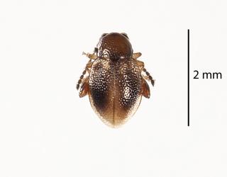 Adult Coprosma flea beetle, Trachytetra rugulosa (Coleoptera: Chrysomelidae). Creator: Tim Holmes. © Plant & Food Research. [Image: 2ETJ]