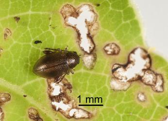 Adult Coprosma flea beetle, Trachytetra rugulosa (Coleoptera: Chrysomelidae) on leaf of Glossy karamu, Coprosma robusta (Rubiaceae). Creator: Tim Holmes. © Plant & Food Research. [Image: 2ETL]