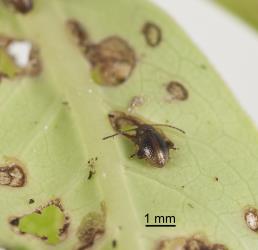 Adult Coprosma flea beetle, Trachytetra rugulosa (Coleoptera: Chrysomelidae) feeding on leaf of Glossy karamu, Coprosma robusta (Rubiaceae). Creator: Tim Holmes. © Plant & Food Research. [Image: 2ETP]
