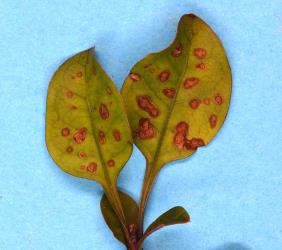Holes in young leaves of tree coprosma, Coprosma arborea (Rubiaceae), made by adult Coprosma flea beetle, Trachytetra rugulosa (Coleoptera: Chrysomelidae). Creator: Nicholas A. Martin. © Plant & Food Research. [Image: 2ETQ]