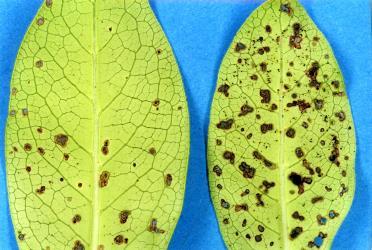 Holes in underside of leaves of Glossy karamu, Coprosma robusta (Rubiaceae), made by adult Coprosma flea beetle, Trachytetra rugulosa (Coleoptera: Chrysomelidae), note the black faecal droppings on the right hand leaf. Creator: Nicholas A. Martin. © Plant & Food Research. [Image: 2ETT]