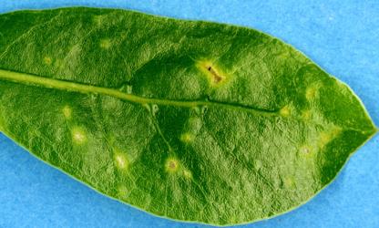 Holes in young leaves of shining karamu, Coprosma lucida (Rubiaceae), made by adult Coprosma flea beetle, Trachytetra rugulosa (Coleoptera: Chrysomelidae). Creator: Nicholas A. Martin. © Plant & Food Research. [Image: 2ETV]