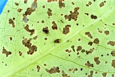 Holes in underside of leaves of Glossy karamu, Coprosma robusta (Rubiaceae), made by adult Coprosma flea beetle, Trachytetra rugulosa (Coleoptera: Chrysomelidae). Creator: Nicholas A. Martin. © Plant & Food Research. [Image: 2ETY]