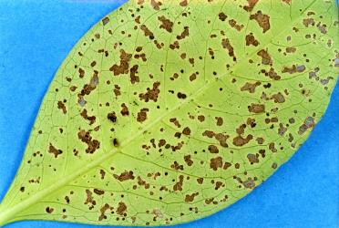 Holes in underside of leaves of Glossy karamu, Coprosma robusta (Rubiaceae), made by adult Coprosma flea beetle, Trachytetra rugulosa (Coleoptera: Chrysomelidae). Creator: Nicholas A. Martin. © Plant & Food Research. [Image: 2ETZ]