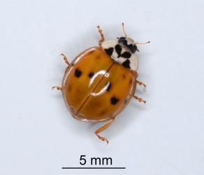 Adult Harlequin ladybird, Harmonia axyridis (Coleoptera: Coccinellidae. Creator: Nicholas A. Martin. © Plant & Food Research. [Image: 2EY1]