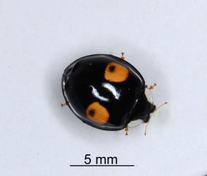 Adult Harlequin ladybird, Harmonia axyridis (Coleoptera: Coccinellidae). Creator: Nicholas A. Martin. © Plant & Food Research. [Image: 2EY2]