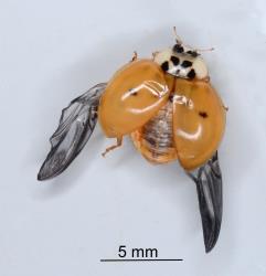 Adult Harlequin ladybird, Harmonia axyridis (Coleoptera: Coccinellidae) with only two dark spots and wings exposed. Creator: Nicholas A. Martin. © Plant & Food Research. [Image: 2EY4]