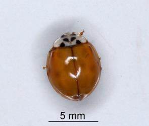 An adult Harlequin ladybird, Harmonia axyridis (Coleoptera: Coccinellidae) with almost all red elytra. Creator: Nicholas A. Martin. © Plant & Food Research. [Image: 2EY7]
