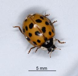 Adult Harlequin ladybird, Harmonia axyridis (Coleoptera: Coccinellidae), note the very small area of white on the head and central area of the pronotum. Creator: Nicholas A. Martin. © Plant & Food Research. [Image: 2EYA]