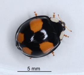 Dark adult Harlequin ladybird, Harmonia axyridis (Coleoptera: Coccinellidae). Creator: Nicholas A. Martin. © Plant & Food Research. [Image: 2EYC]