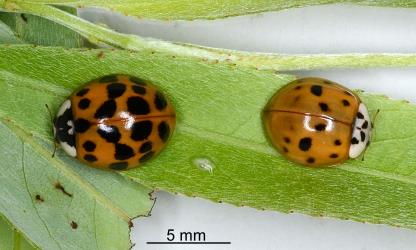 Adult Harlequin ladybird, Harmonia axyridis (Coleoptera: Coccinellidae), note the variation in the white on the head and pronotum and the black M-shape on the pronotum. Creator: Nicholas A. Martin. © Plant & Food Research. [Image: 2EYD]