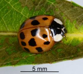 Adult Harlequin ladybird, Harmonia axyridis (Coleoptera: Coccinellidae), note the very small area of white on the head and central area of the pronotum. Creator: Nicholas A. Martin. © Plant & Food Research. [Image: 2EYE]