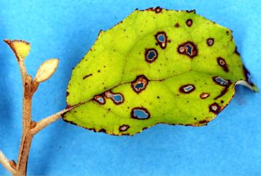 Holes in young leaf of Olearia rani (Compositae) made by adult daisy tree leaf beetle, Adoxia vulgaris (Coleoptera: Chrysomelidae). Creator: Nicholas A. Martin. © Plant & Food Research. [Image: 2F02]