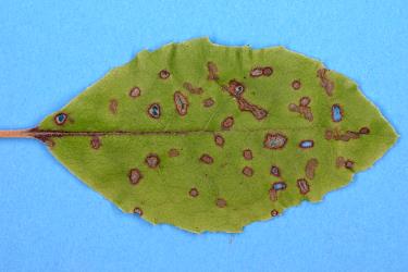 Holes in leaf of Olearia furfuracea (Compositae) made by adult daisy tree leaf beetle, Adoxia vulgaris (Coleoptera: Chrysomelidae). Creator: Nicholas A. Martin. © Plant & Food Research. [Image: 2F0C]