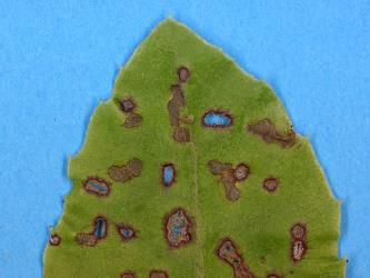 Leaf of Olearia furfuracea (Compositae) with holes made by adult daisy tree leaf beetle, Adoxia vulgaris (Coleoptera: Chrysomelidae). Creator: Nicholas A. Martin. © Plant & Food Research. [Image: 2F0E]