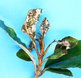 Damage to young leaves of Olearia furfuracea (Compositae) by adult daisy tree leaf beetle, Adoxia vulgaris (Coleoptera: Chrysomelidae). Creator: Nicholas A. Martin. © Plant & Food Research. [Image: 2F0H]