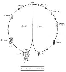 Diagramme of the life cycle of a typical mealybug (Hemiptera: Pseudococcidae). Creator: JM Cox. © Drawing published in Fauna of New Zealand 11:1-228, Fig. 1. [Image: 2F19]