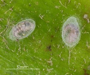 Two cocoons of Tasmanian lacewing, Micromus tasmaniae (Neuroptera: Hemerobiidae) in a colony of green fern aphid Micromyzella filicis (van der Goot, 1917) (Hemiptera: Aphididae). Creator: Nicholas A. Martin. © Plant & Food Research. [Image: 2FKB]