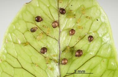 Several brown mummified green fern aphids, Micromyzella filicis (van der Goot, 1917) (Hemiptera: Aphididae), each containing a pupa of a parasitoid wasp (Hymenoptera). Creator: Tim Holmes. © Plant & Food Research. [Image: 2FKL]