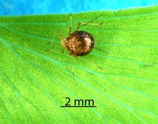 Mummified Green fern aphid Micromyzella filicis (van der Goot, 1917) (Hemiptera: Aphididae), killed by a parasitoid wasp (Hymenoptera). Creator: Nicholas A. Martin. © Plant & Food Research. [Image: 2FKS]