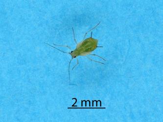 Nymph of green fern aphid Micromyzella filicis (van der Goot, 1917) (Hemiptera: Aphididae), with wing buds. Creator: Nicholas A. Martin. © Plant & Food Research. [Image: 2FKX]