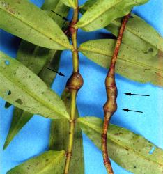 Veronica stricta (Plantaginaceae) with stem galls (black arrows) induced by an unnamed species of gall fly (Cecidomyiidae). Creator: Nicholas A. Martin. © Plant & Food Research. [Image: 2G01]
