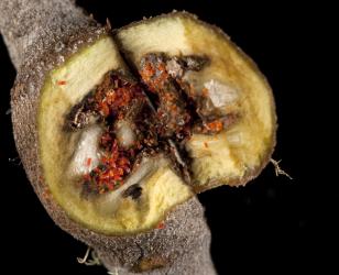 Section through a stem gall on Veronica stricta (Plantaginaceae) induced by Hebe stem gall mite, Dolichotetranychus ancistrus (Acari: Tenuipalpidae), note the red mites in the cavity. Creator: Tim Holmes. © Plant & Food Research. [Image: 2G0G]