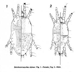 Drawings of male and female Dolichotetranychus alpinus (Acari: Tenuipalpidae), left half underside and right half upper side of mites. Creator: Ellsie Collyer. © Drawings published in New Zealand Journal of Science 1973, 16: 747-749, figs 1 and 2. [Image: 2G0I]