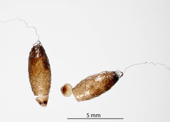 Cocoons of female Basket-cocoon parasitoid, Meteorus pulchricornis (Hymenoptera: Braconidae) after the adults have emerged: note the cut open 'lid'. Creator: Tim Holmes. © Plant & Food Research. [Image: 2G0U]
