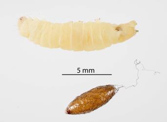 Cocoon of female Basket-cocoon parasitoid, Meteorus pulchricornis (Hymenoptera: Braconidae) and caterpillar of Meterana alcyone (Lepidoptera: Noctuidae) from which it has emerged. Creator: Tim Holmes. © Plant & Food Research. [Image: 2G0V]