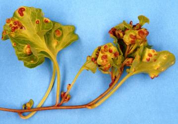 Leaves of Calystegia soldanella (Convolvulaceae) with pocket galls induced by bindweed gall mite, Aceria calystegiae (Acari: Eriophyidae). Creator: Nicholas A. Martin. © Plant & Food Research. [Image: 2G33]
