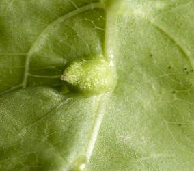 Pocket gall on leaf of Calystegia sepium (Convolvulaceae) induced by the bindweed gall mite, Aceria calystegiae (Acari: Eriophyidae), note the pink tip to the gall that surrounds the exit for the mites. Creator: Tim Holmes. © Plant & Food Research. [Image: 2G35]