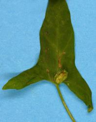 Leaf of Calystegia marginata (Convolvulaceae) with pocket galls induced by the bindweed gall mite, Aceria calystegiae (Acari: Eriophyidae), upper side of leaf. Creator: Nicholas A. Martin. © Plant & Food Research. [Image: 2G39]