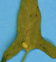 Leaf of Calystegia marginata (Convolvulaceae) with pocket galls induced by the bindweed gall mite, Aceria calystegiae (Acari: Eriophyidae), underside of leaf. Creator: Nicholas A. Martin. © Plant & Food Research. [Image: 2G3A]
