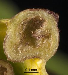 A section through a pocket gall on leaf of Calystegia soldanella (Convolvulaceae) induced by the bindweed gall mite, Aceria calystegiae (Acari: Eriophyidae), note the cavity in which many mites are living, tiny spherical eggs are also present. Creator: Tim Holmes. © Plant & Food Research. [Image: 2G3B]