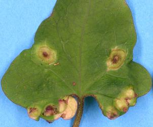 Leaf of Calystegia tuguriorum (Convolvulaceae) with pocket galls induced by bindweed gall mite, Aceria calystegiae (Acari: Eriophyidae). Creator: Nicholas A. Martin. © Plant & Food Research. [Image: 2G3D]