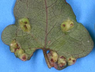 Underside of leaf of Calystegia tuguriorum (Convolvulaceae) with pocket galls induced by the bindweed gall mite, Aceria calystegiae (Acari: Eriophyidae). Creator: Nicholas A. Martin. © Plant & Food Research. [Image: 2G3E]