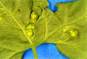Leaf of Calystegia sepium (Convolvulaceae) showing the underside of pocket galls induced by the bindweed gall mite, Aceria calystegiae (Acari: Eriophyidae). Creator: Nicholas A. Martin. © Plant & Food Research. [Image: 2G3H]