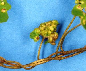 Leaf of Calystegia sepium (Convolvulaceae) with pocket galls induced by the bindweed gall mite, Aceria calystegiae (Acari: Eriophyidae). Creator: Nicholas A. Martin. © Plant & Food Research. [Image: 2G3J]