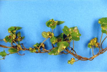 Leaves of Calystegia sepium (Convolvulaceae) with pocket galls induced by the bindweed gall mite, Aceria calystegiae (Acari: Eriophyidae). Creator: Nicholas A. Martin. © Plant & Food Research. [Image: 2G3K]