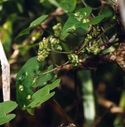 Leaves of Calystegia tuguriorum (Convolvulaceae) with pocket galls induced by the bindweed gall mite, Aceria calystegiae (Acari: Eriophyidae). Creator: Nicholas A. Martin. © Nicholas A. Martin. [Image: 2G3M]