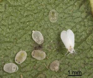 Adult and puparia of Eucalyptus whitefly, Dumbletoniella eucalypti (Hemiptera: Aleyrodidae). Creator: Tim Holmes. © Plant & Food Research. [Image: 2G7T]